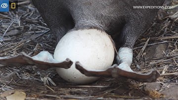 Albatross Antics | Galápagos | Lindblad Expeditions-National Geographic