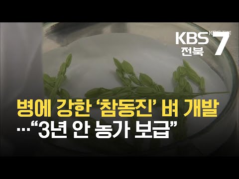 병에 강한 ‘참동진’ 벼 개발…“3년 안 농가 보급” / KBS 2021.10.05.