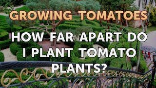 How Far Apart Do I Plant Tomato Plants?