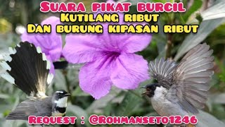 Suara Pikat Burcil Kombinasi Kutilang Ribut Dan Burung Kipasan Ribut Terancam