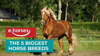 Top 5 Biggest Horse Breeds