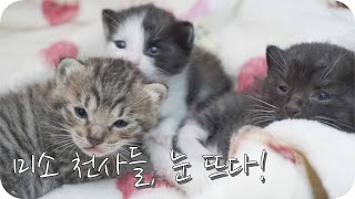 미소 천사들, 드디어 눈 뜨다! [#서천 #고양이 #길냥이 ##길고양이 #아깽이 #활동가 #보호협회]