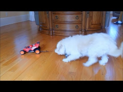 funny-dogs-videos-scary-funny-pranks-cookie-on-wheels