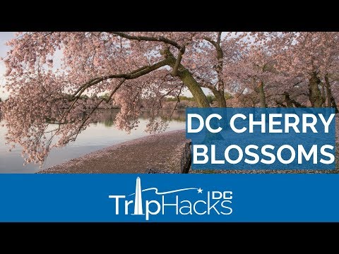 Video: Mappe di Cherry Blossoms per Washington, DC