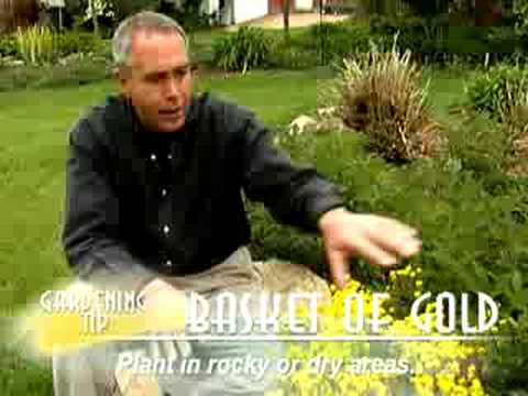 Video: Basket-Of-Gold Plant Care - How To Grow Basket-Of-Gold Flowers