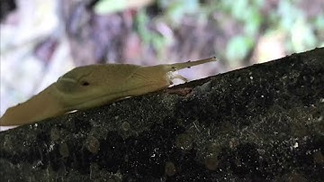 Slow moving Snail video - Without shell