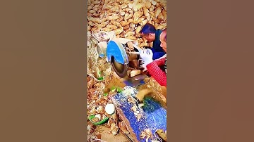 Unique way for farmers to cut cassava with a chainsaw #shorts
