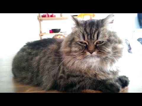 صعوبة التنفس عند قاتوزو