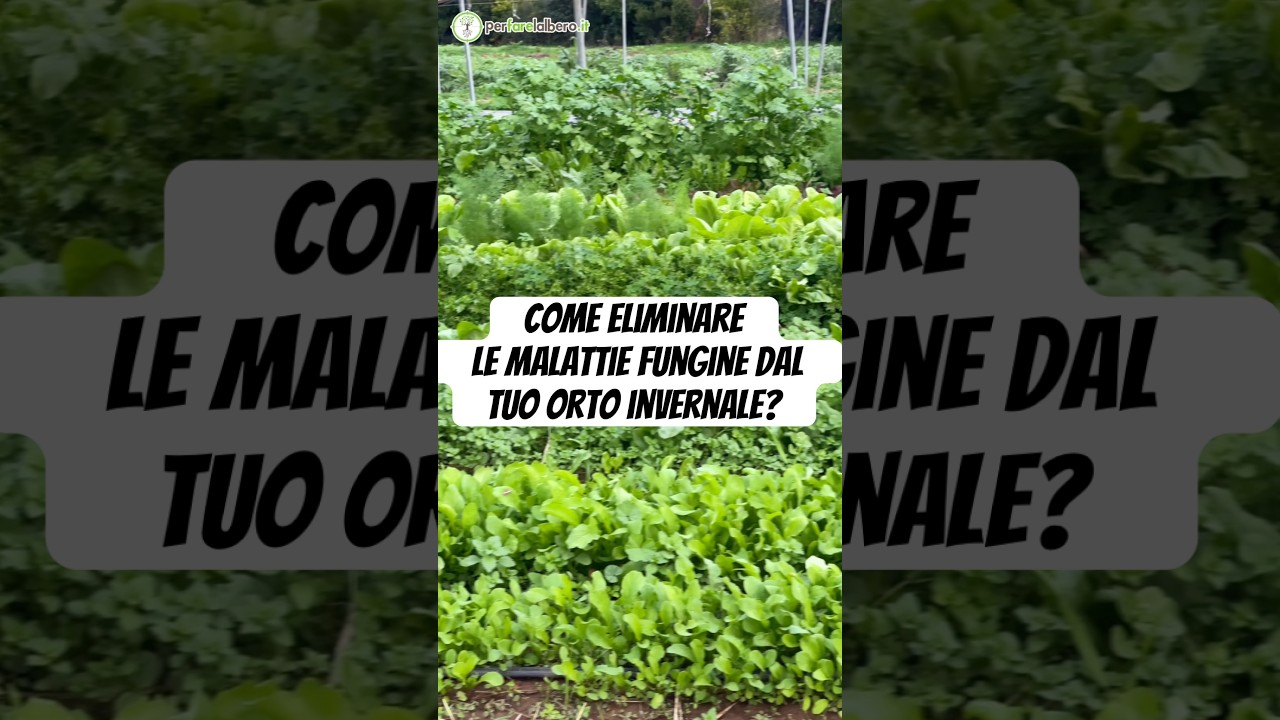 Idrossido di Rame 25 fungicida rame 1 kg - SA.FA commerce Idrossido di Rame 25 fungicida rame 1 kg - SA.FA commerce