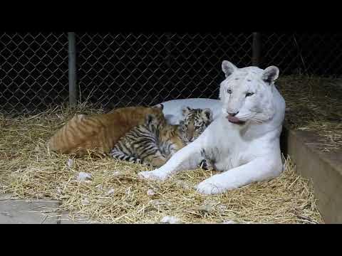 Life at Shalom - YouTube
