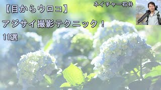 【目からウロコ】アジサイ撮影テクニック