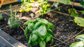 How to Lay Out a Vegetable Garden