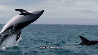 Saving animals is saving the future of human!!