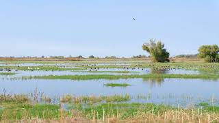 Test Footage, Merced National Wildlife Refuge