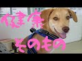 【捨犬保護】病院へ行きました 院内編