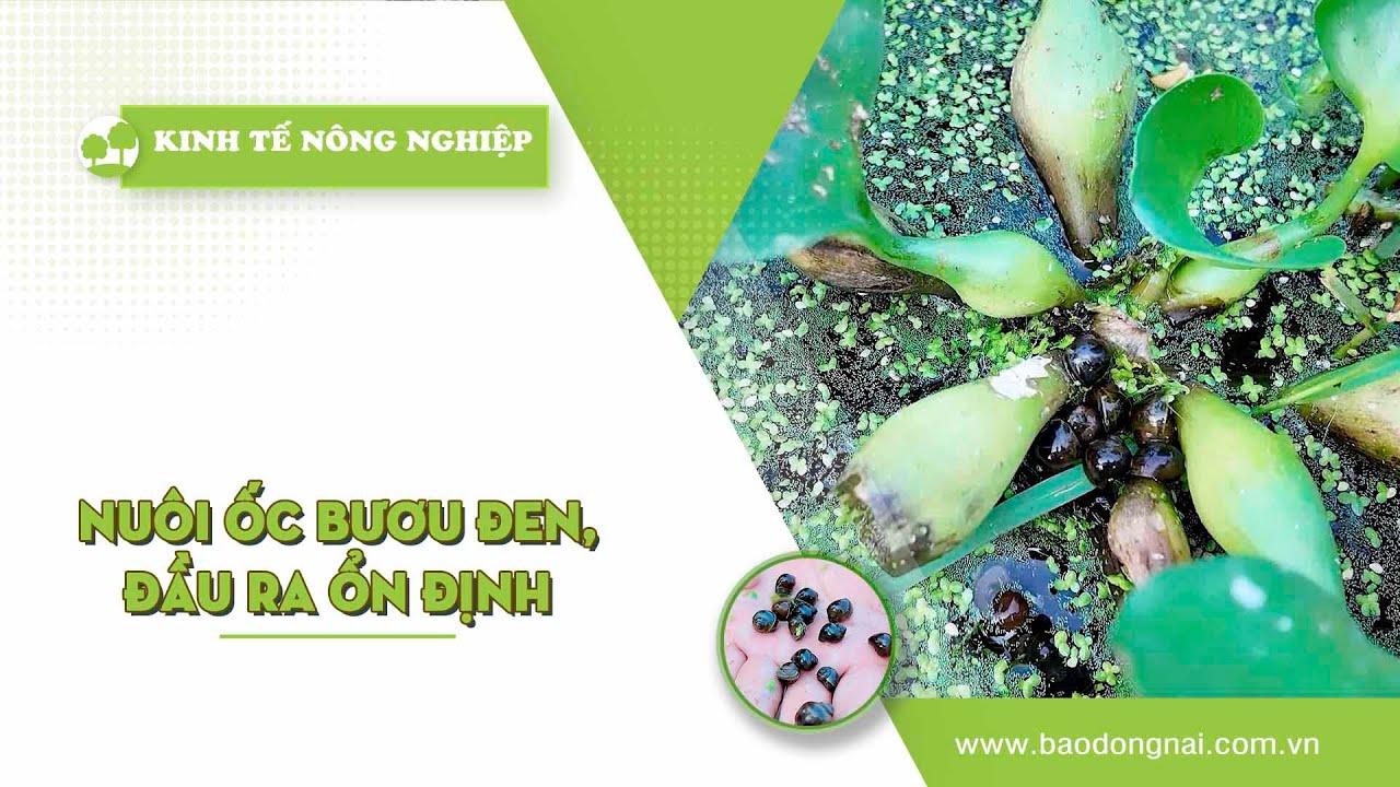 🍀 Kinh tế nông nghiệp 16-1-2026 | Thông tin hữu ích | ĐNNRTV