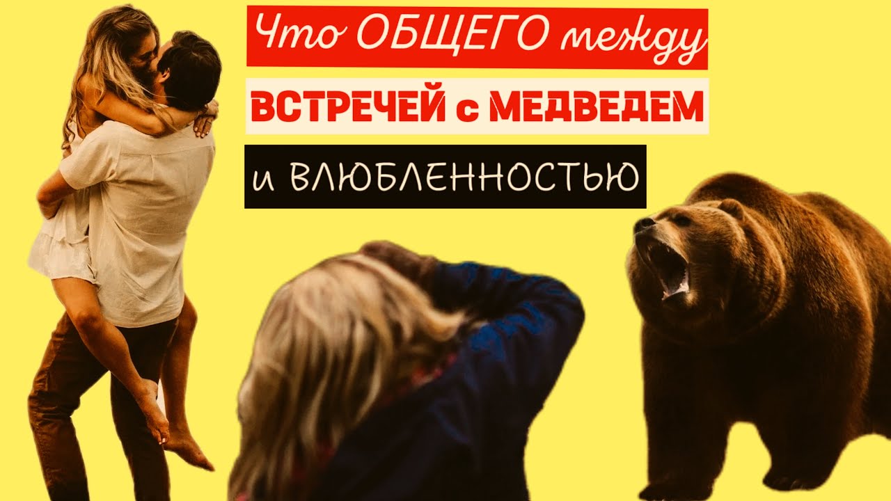 Что общего между ВЛЮБЛЕННОСТЬЮ и ВСТРЕЧЕЙ С МЕДВЕДЕМ - YouTube