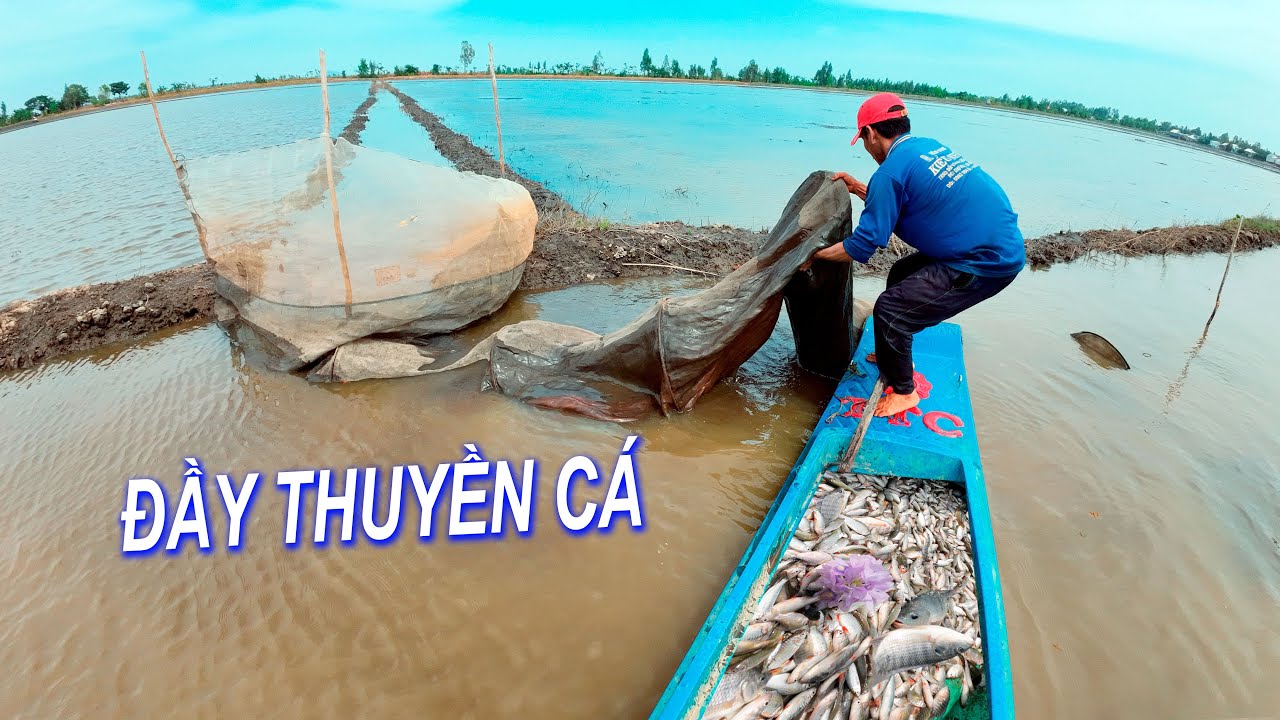 BẮT CÁ MIỀN TÂY | ĐẶT DỚN ĐÓN LUỒNG CÁ RA SÔNG TRÚNG ĐẬM mùa nước nổi ...