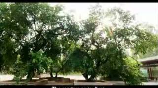 Green City, Shandong Dezhou in China.avi