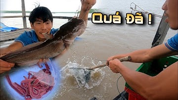Câu Cá Ở Bè quá bất ngờ dính Cá Úc Cá Ngát quá mê ly | GĐCG #650