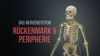 Nervensystem Teil 1 - Rückenmark und Peripherie (Animation)