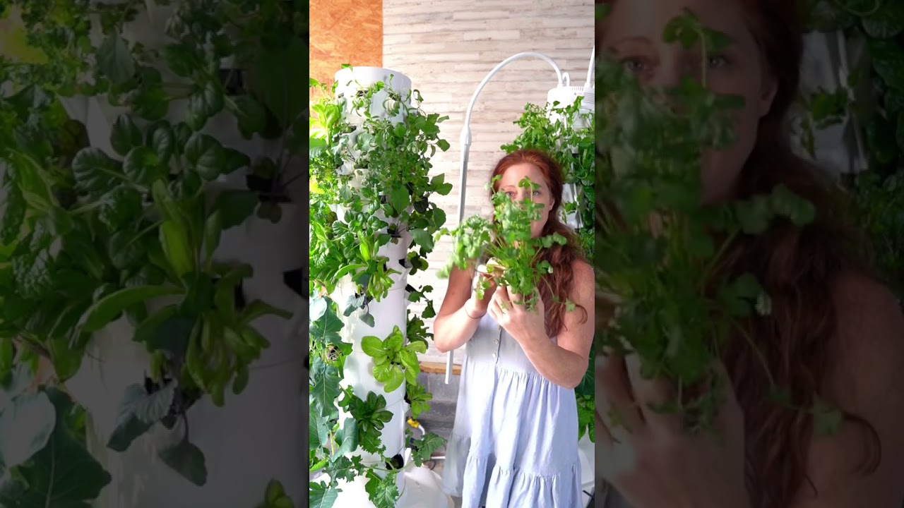 Growing cilantro year round.