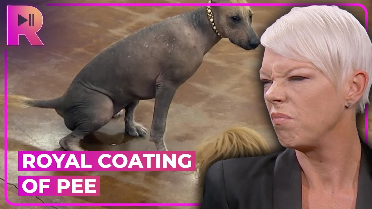 Doggy Daycare Disaster Barkingham Palace Rescue | Tabatha Takes Over