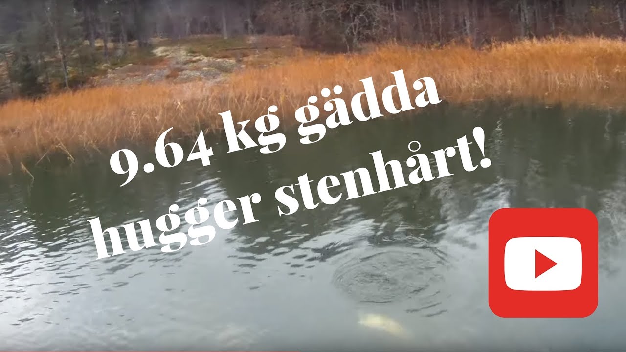 9.64 kg pike, 114 cm on a pig shad jr! Subtitles