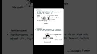what is Cell junctions ? and junctions types #cell #junctions #cellbiology #viral #zoology #shorts
