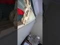 indoor key cooling coil, gas leak #shortsviral #shortvideos #short #shorts #ytshorts