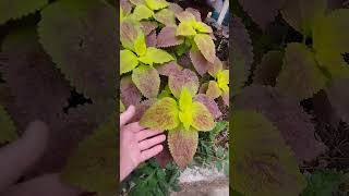 Колеус Alabama Sunset #колеусы #сорт #plants #растениеводство #садоводничество #garden #сад