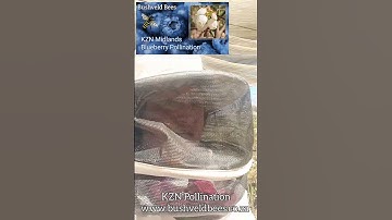Blueberry pollination trick 1 !!! Open Nets  🫐🫐🫐🐝🐝🐝      #bushveldbees #queenbeesa #pollination