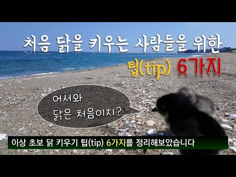 처음 🐔닭을 키우기 시작하는 사람들을 위한 🕵💵👍팁 6가지