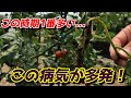 【ミニトマト】プランターの野菜が枯れていく原因と対策 【家庭菜園】