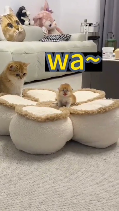 wa wa wa waaaa 🤭#subscribe #kucing #videoshort #lucu #videogames #viralshorts #kucinglucu