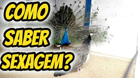 Quanto é um filhote de pavão?