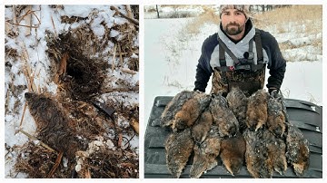 Trapping Muskrats Inside The Huts (Giant Minnesota Muskrats)