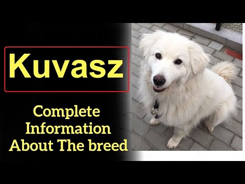 วีดีโอ: Kuvasz Dog Breed Hypoallergenic สุขภาพและอายุขัย