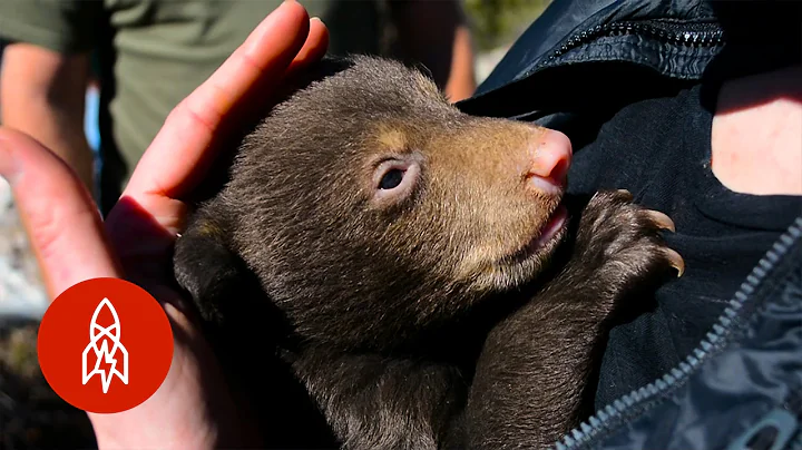 Climb into the Bear Den with GrizKid