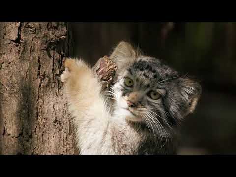 Eve the Pallas's cat and her fluffy gang of kittens!