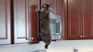 Parkour Cats by Jennifer Morales - Feline Films 689 views 12 days ago 1 minute, 36 seconds