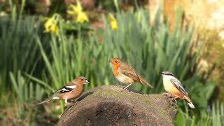 Birds Chirping in Daffodil Garden