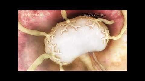 Clonal Selection  - Immunity by Dr Shraddha Mishra