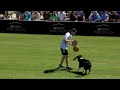 Dog Sports: Flying Disc Competition for Active Dogs