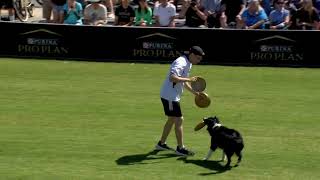 Dog Sports: Flying Disc Competition for Active Dogs by Purina Pro Plan 1,169 views 9 months ago 3 minutes, 54 seconds