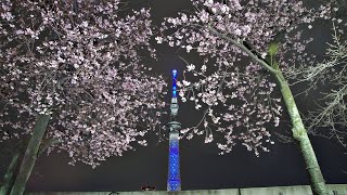 21年 2月26日 金 隅田公園 桜 開花状況 大寒桜 東京スカイツリー ライトアップ Tokyo Sky Tree Light Up Sakura Youtube 21年 2月26日 金 隅田公園 桜 開花状況 大寒桜 東京スカイツリー ライトアップ Tokyo Sky Tree Light Up Sakura Youtube