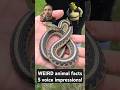 5 animal facts, 5 voice impressions! pt 4