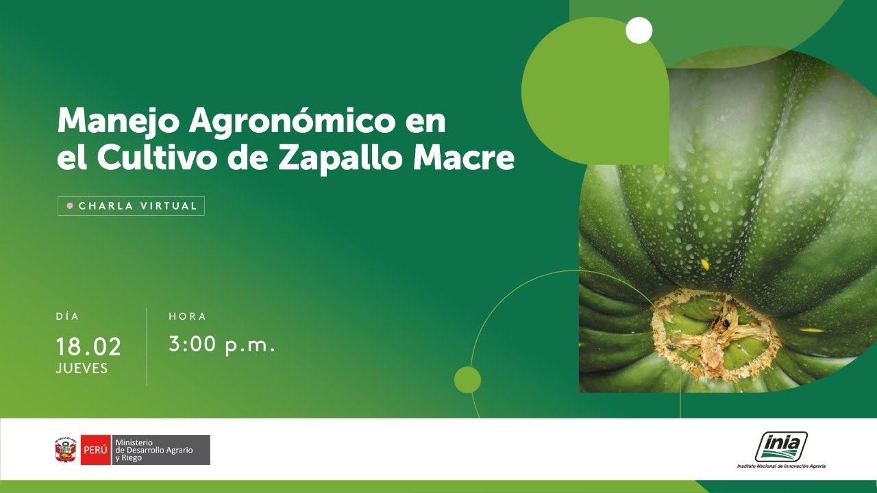 Manejo Agronómico en el Cultivo de Zapallo Macre