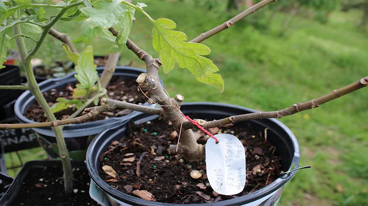 Plant Identification Marker DIY