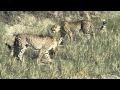 Serval Vs Cheetahs in Serengeti